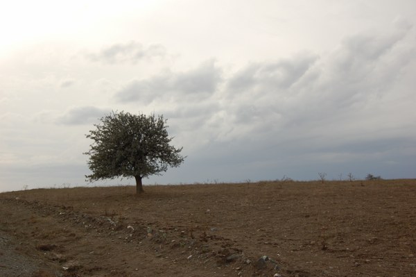 Ahlat